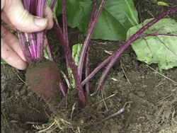 ¿Qué son las plantas?: raíces Instructional Video