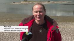 Emerson the seal returns — yet again — to Greater Victoria News Clip