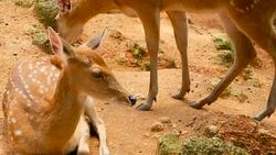 Wildlife scene. Beautiful young fallow whitetail deer, wild mammal animal in forest surrounding. Spotted, Chitals, Cheetal, Axis, Cervus nippon or Japanese deer grazing in natural habitat in the sun. Stock Footage