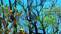 Beautiful nature scene field against blue sky with tree. Stock Footage