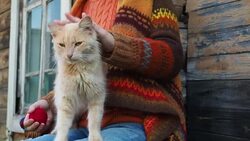 Outdoor knitting Stock Footage