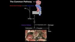 Direct Fibrinolysis: The Plasmin Pathway Instructional Video