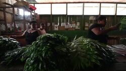 CLEAN : Community finds ways to preserve Guatemala's main forest reserve News Clip