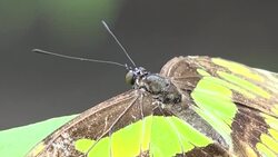 VOICED : Colombia, el país con más especies de mariposas en el mundo News Clip