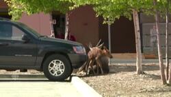 Moose gives birth in Alaska mall parking lot News Clip