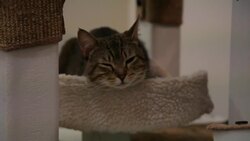 How to Keep Your Cat from Making Mischief at Night Instructional Video