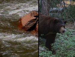 Plantas: seres vivos e inertes Instructional Video