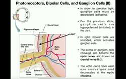 Anatomy - The Visual Pathway to the Brain Instructional Video