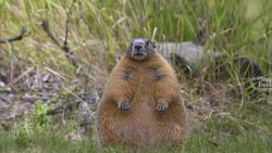 #TheMoment a chonky marmot was spotted in a B.C. park News Clip