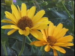 Understanding Metabolism and Energy Instructional Video