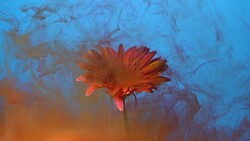 4k Slow motion red ink and daisy flower in water. Stock Footage