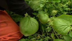 Cultivating the Elusive: Inside the World of Wasabi Farming Instructional Video