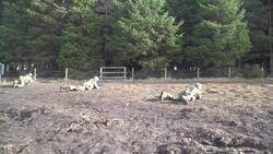 Archive footage of Ukrainian soldiers as Defence Secretary says British could train them in Ukraine News Clip