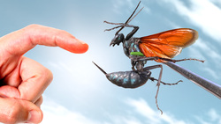 Stung by a Giant Tarantula Hawk! Instructional Video