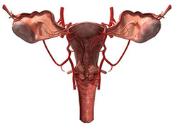 Cervix Instructional Video