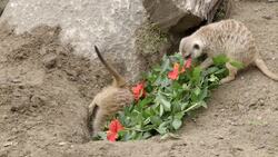 Meerkats Have Pretty Amazing Social Lives But What Do They Do For Fun? Instructional Video