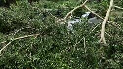 Broken tree fallen on top of parking car,damaged car after super typhoon Mangkhut in China on16 Sep 2018 Stock Footage