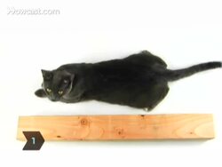 How to Make a Cat Scratching Post Instructional Video