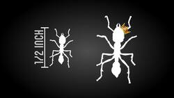 Leaf Cutter Ants Are Extremely Interesting and Very Hard Working Instructional Video