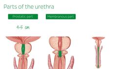 Male urinary bladder Instructional Video
