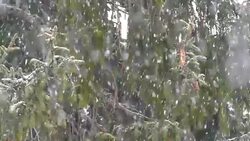 Snowing and fir trees slow motion Stock Footage