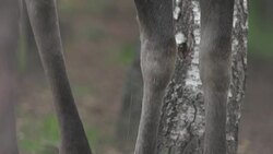 Moose with horns close-up Stock Footage