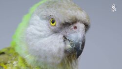 Picasso the Senegalese parrot, a colorful companion of beauty and charm Instructional Video