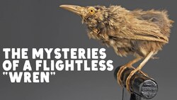 What Really Happened to Lyall’s Wren? Instructional Video
