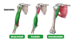 Musculocutaneous nerve Instructional Video