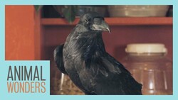 Do We Release Our Animals? Instructional Video