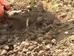 How to Grow Garlic Instructional Video