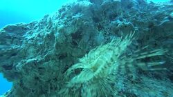 Hand touching to annelida under the sea Stock Footage