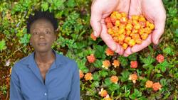 Life in the Arctic Tundra: Plants and Animals Instructional Video