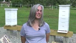 Military veterans turn to beekeeping for relief News Clip