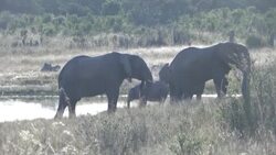 CLEAN : Zimbabwe hosts African elephant summit amid push for legal ivory sale News Clip