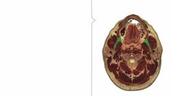 Höhe: Zunge Instructional Video