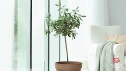 7 Indoor Trees That Make a Huge Impact Instructional Video