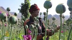 Myanmar opium production: War-displaced turn to poppy cultivation to survive News Clip
