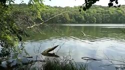 summer beech tree forst at Tornowsee lake in Brandenburg (Germany). touristic destination of Boltenmuehle (engl. Bolten mill). Stock Footage