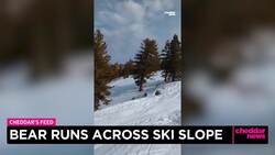 Bear Runs Across Ski Slope News Clip