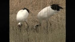 Owl's Fascinating Facts: Surinam Toad Birth Instructional Video