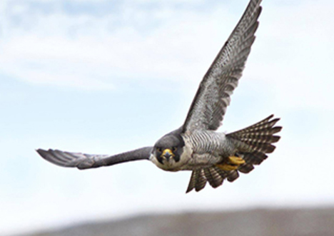 Peregrine falcon