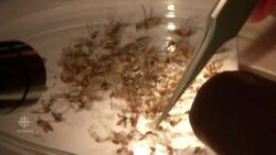 Zika outbreak: Possible case from Florida mosquito investigated News Clip