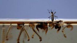 Mosquitos larva, Example in the laboratory - scientific research and development concept. Stock Footage