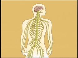 Healthy Nervous and Endocrine Systems: the Nervous System Instructional Video