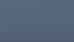 CLEAN : Climate change fuels drop in visits from migratory birds in Albania News Clip