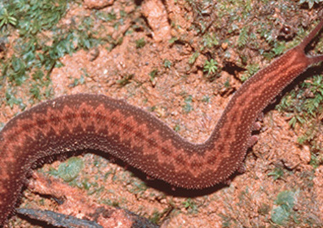 Velvet Worm