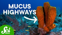 The Bizarre World Of Underwater Sneezing Instructional Video