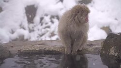 Japanese macaque or snow Japanese monkey with onsen at snow monkey park or Jigokudani Yaen-Koen in Nagano, Japan during the winter season Stock Footage