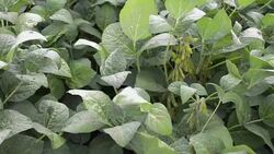 Organic farming soy plantation. Young green soybean crops growing on plantation. Stock Footage